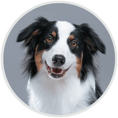 https://k-9hq.ca/wp-content/uploads/2019/07/hero_image_02.png