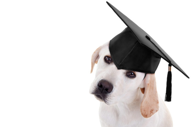 Ottawa Valley Dog training