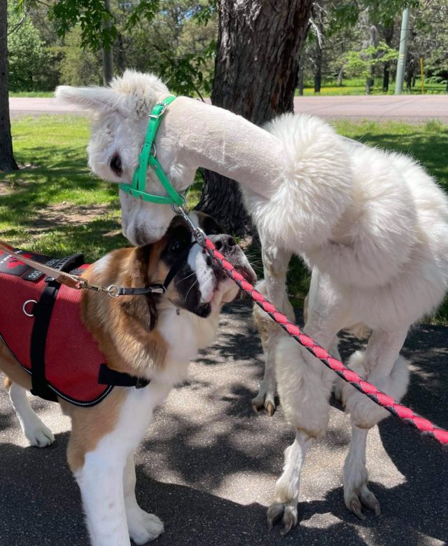 Therapy Dog Hachi meets an alpaca at Llama-zing Adventure