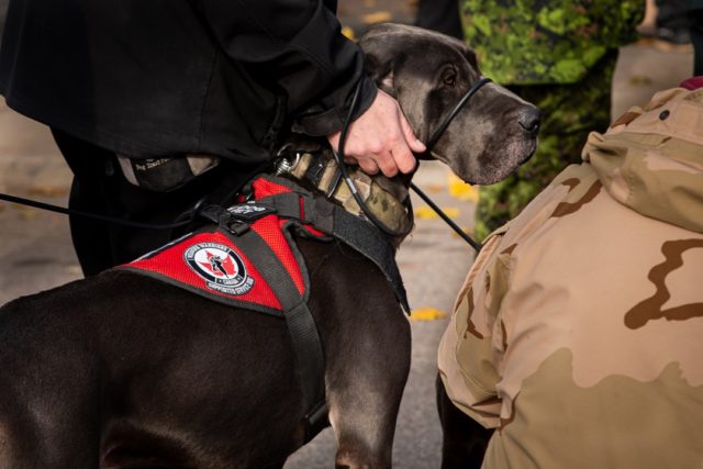 service dogs for military veterans