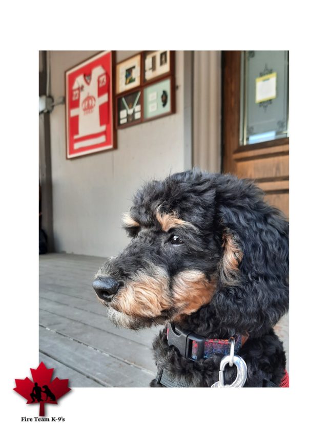 SERVICE DOG visits downtown Pembroke