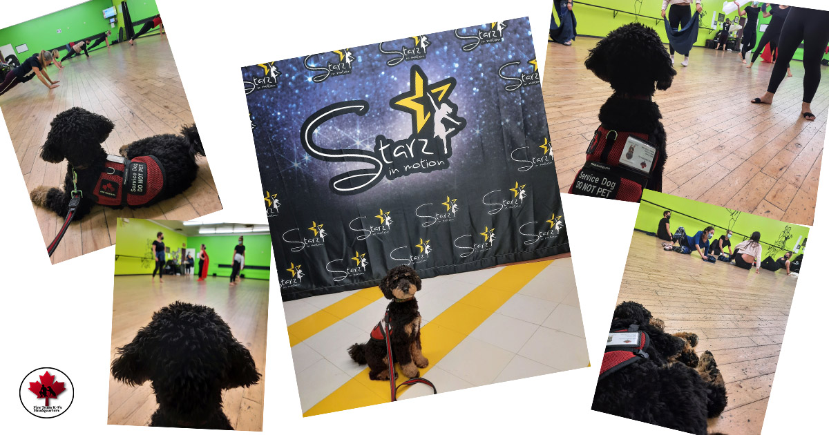 Service Dog in Training (SDiT) Chopper went dancing this week!