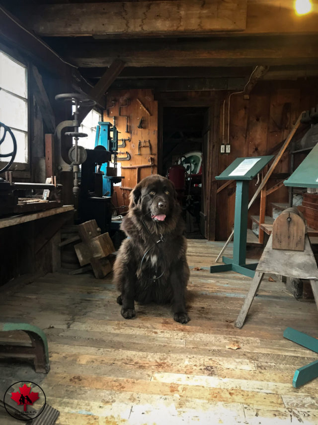 dog training, ottawa valley