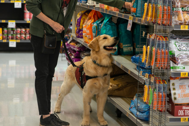 service dogs in ontario