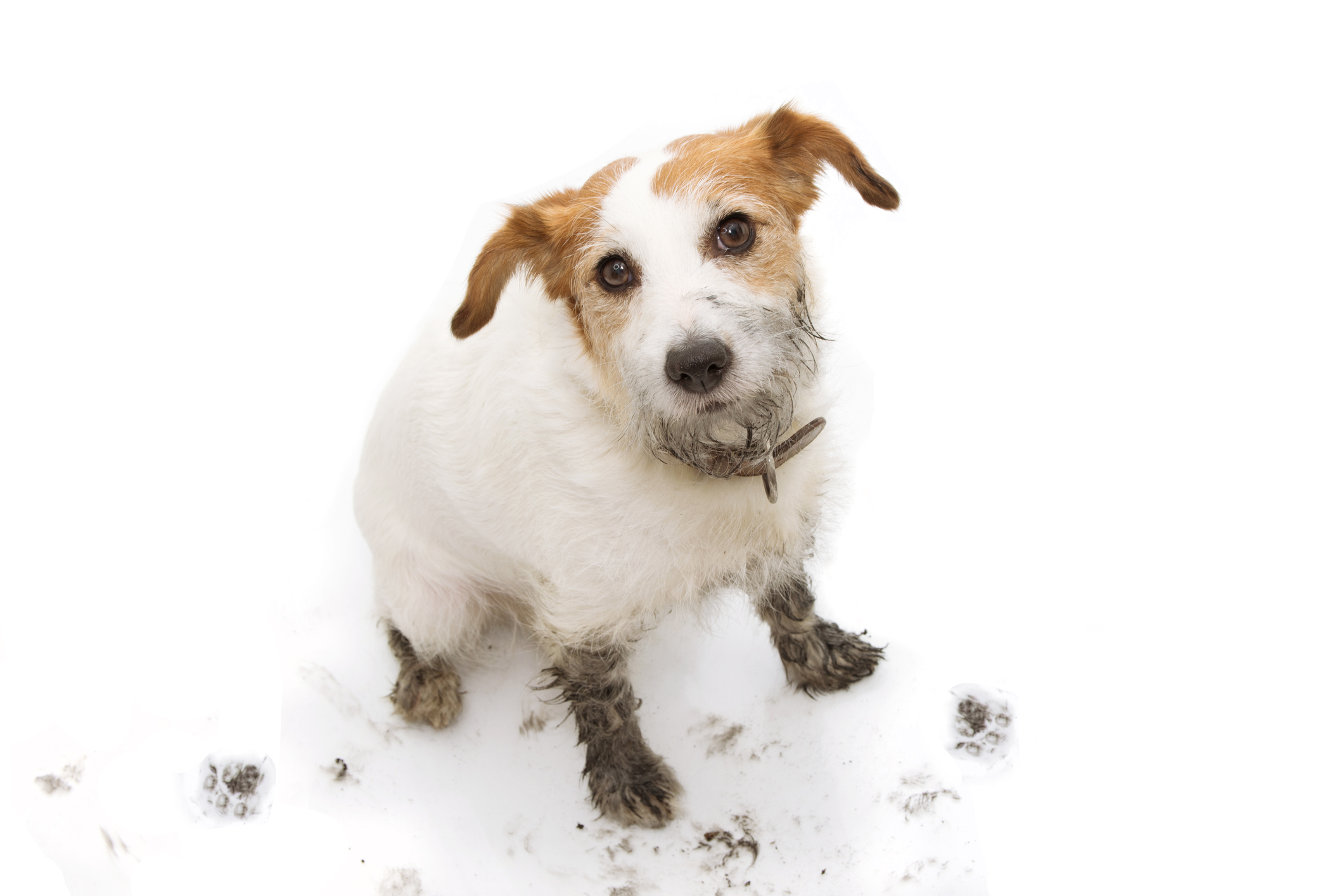 Prices Grooming   IStock 1162499036 