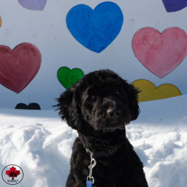 Welcome back Captain! Service Dog for Veterans