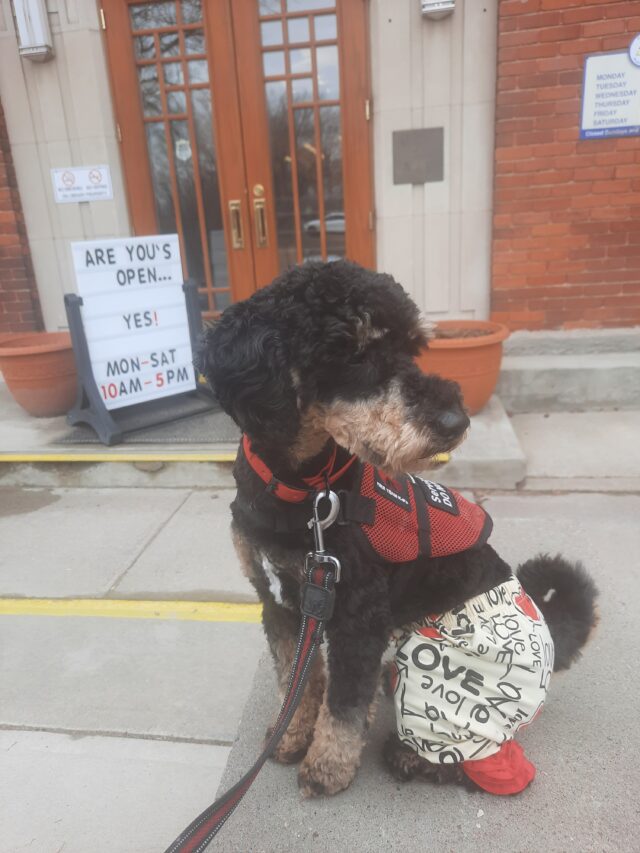 therapy dog ottawa valley